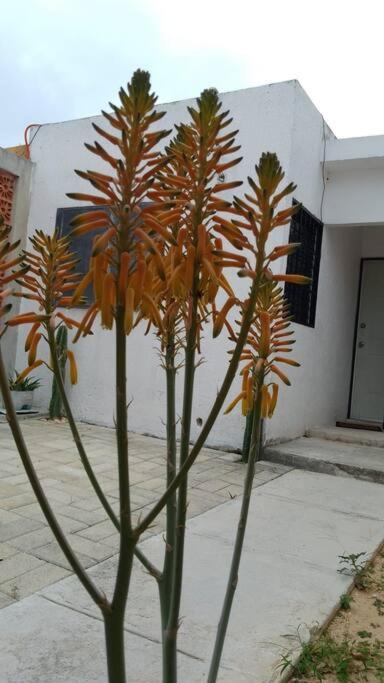 Apartamento La Casita Amarilla