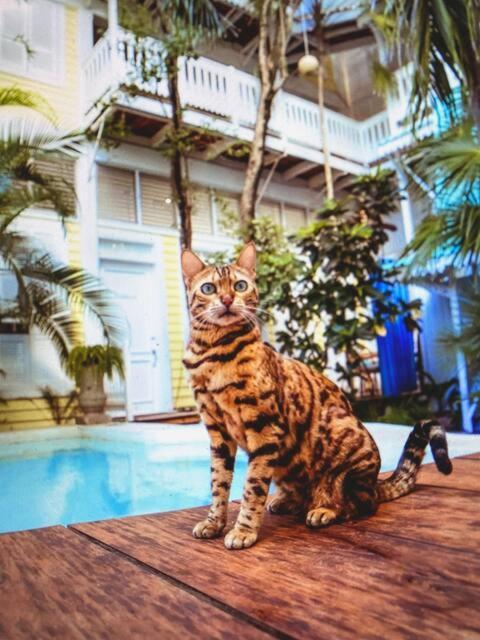 Apartment Plantation House Trinidad Playa del Carmen
