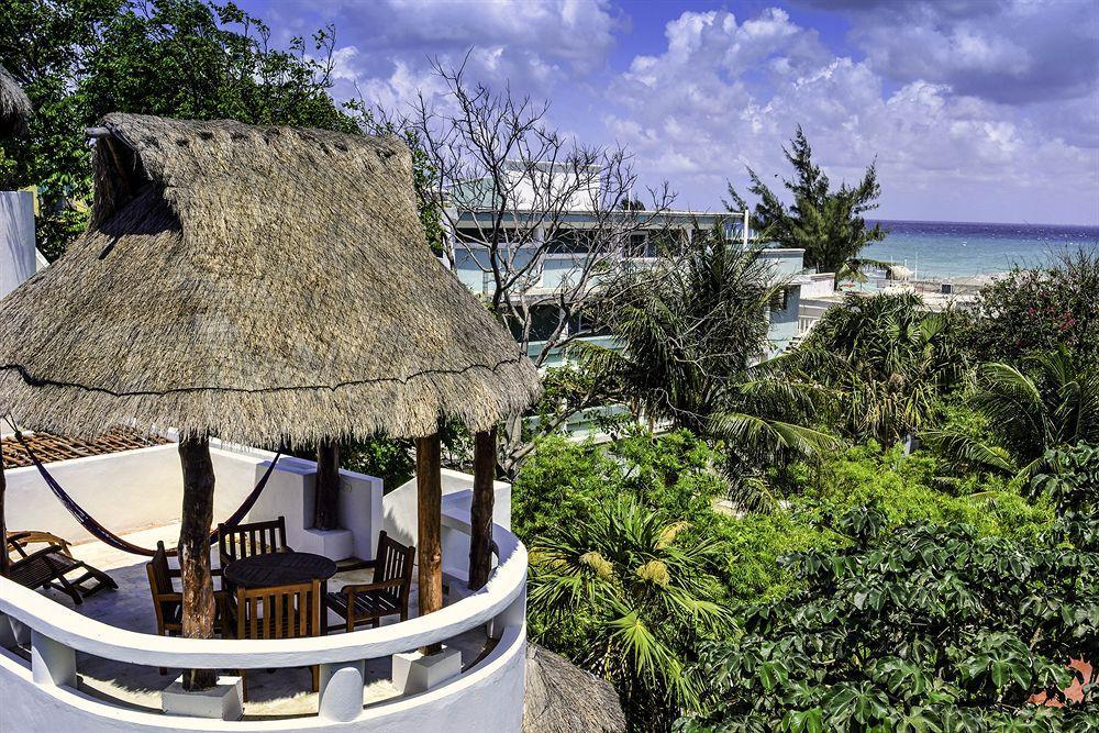 Blue Parrot On 5th Avenue Playa del Carmen