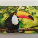Tucan