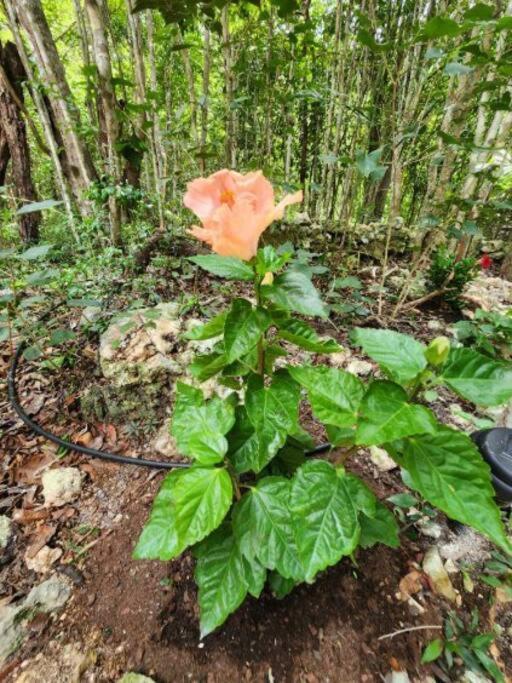 Holiday home Casa De La Selva-jungle Getaway With Cenotes *