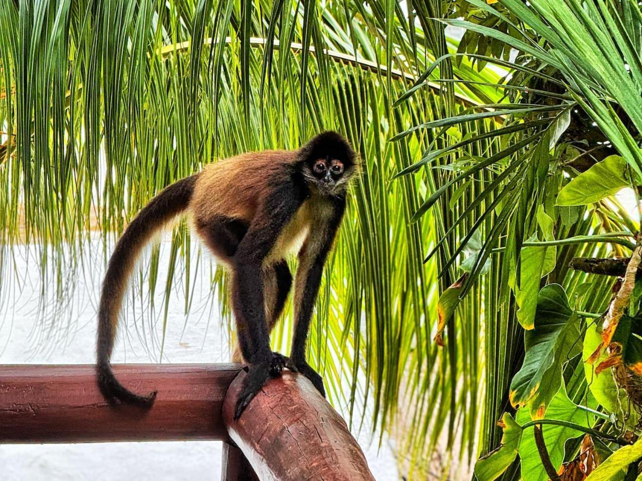 Luxury tent Xcaret Jungle Monkey Haven *