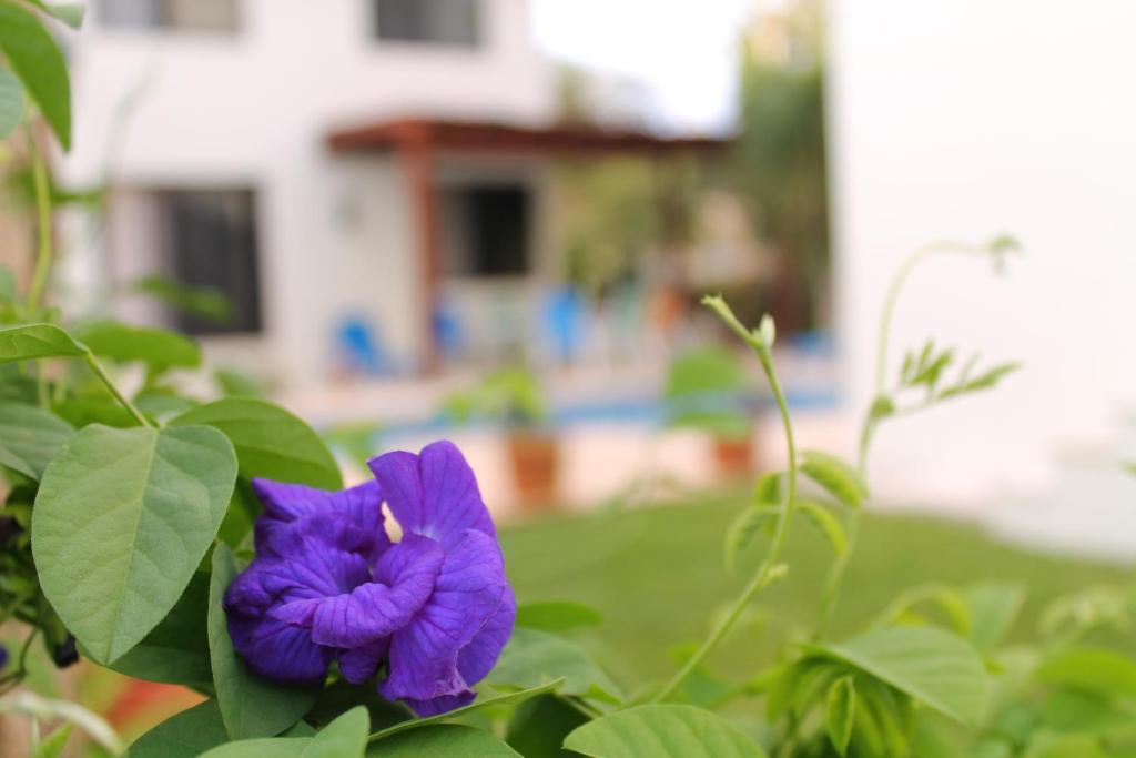 Oasis Boutique 3*