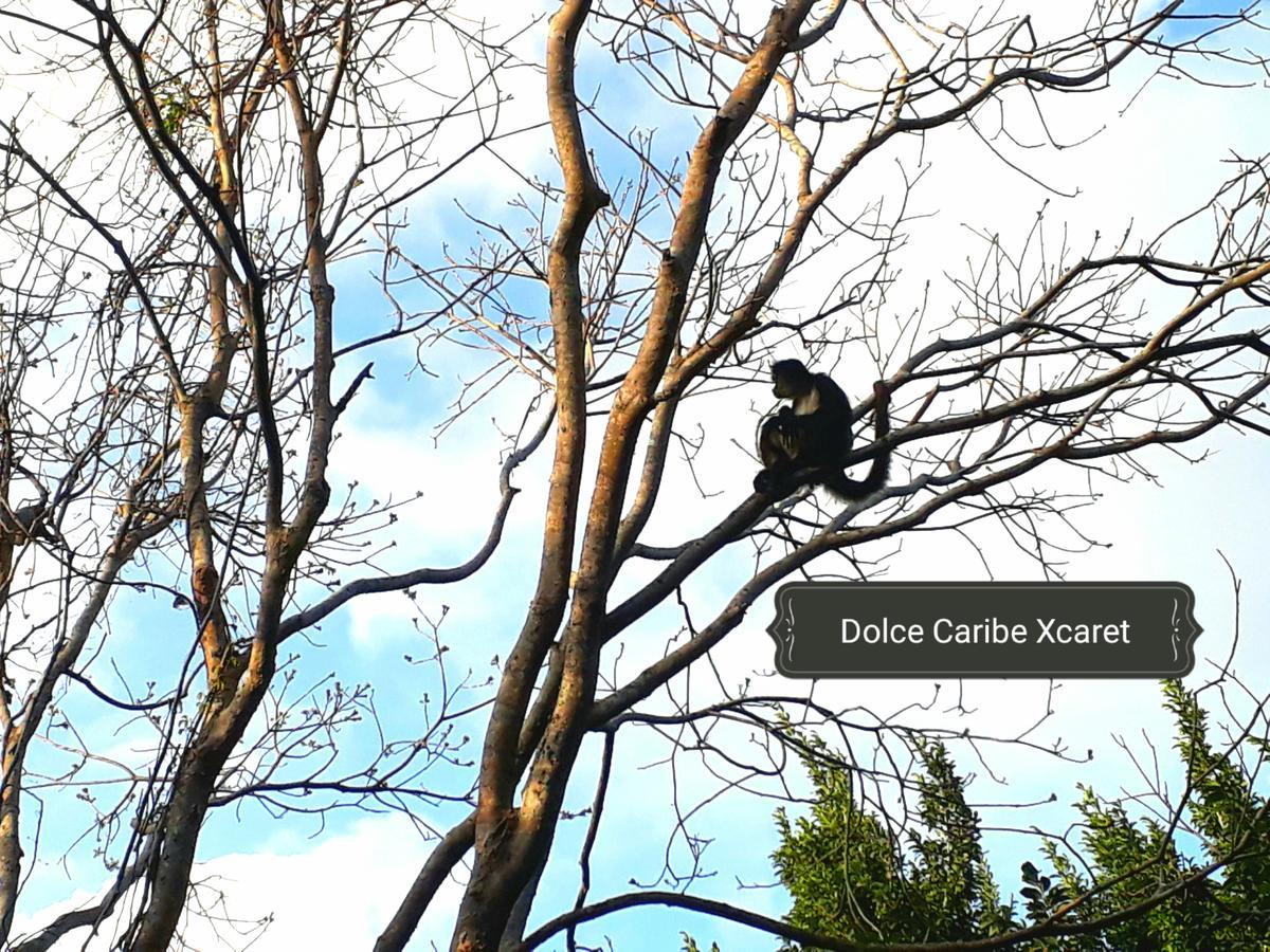 Dolce Caribe Xcaret Bed & Breakfast Playa del Carmen