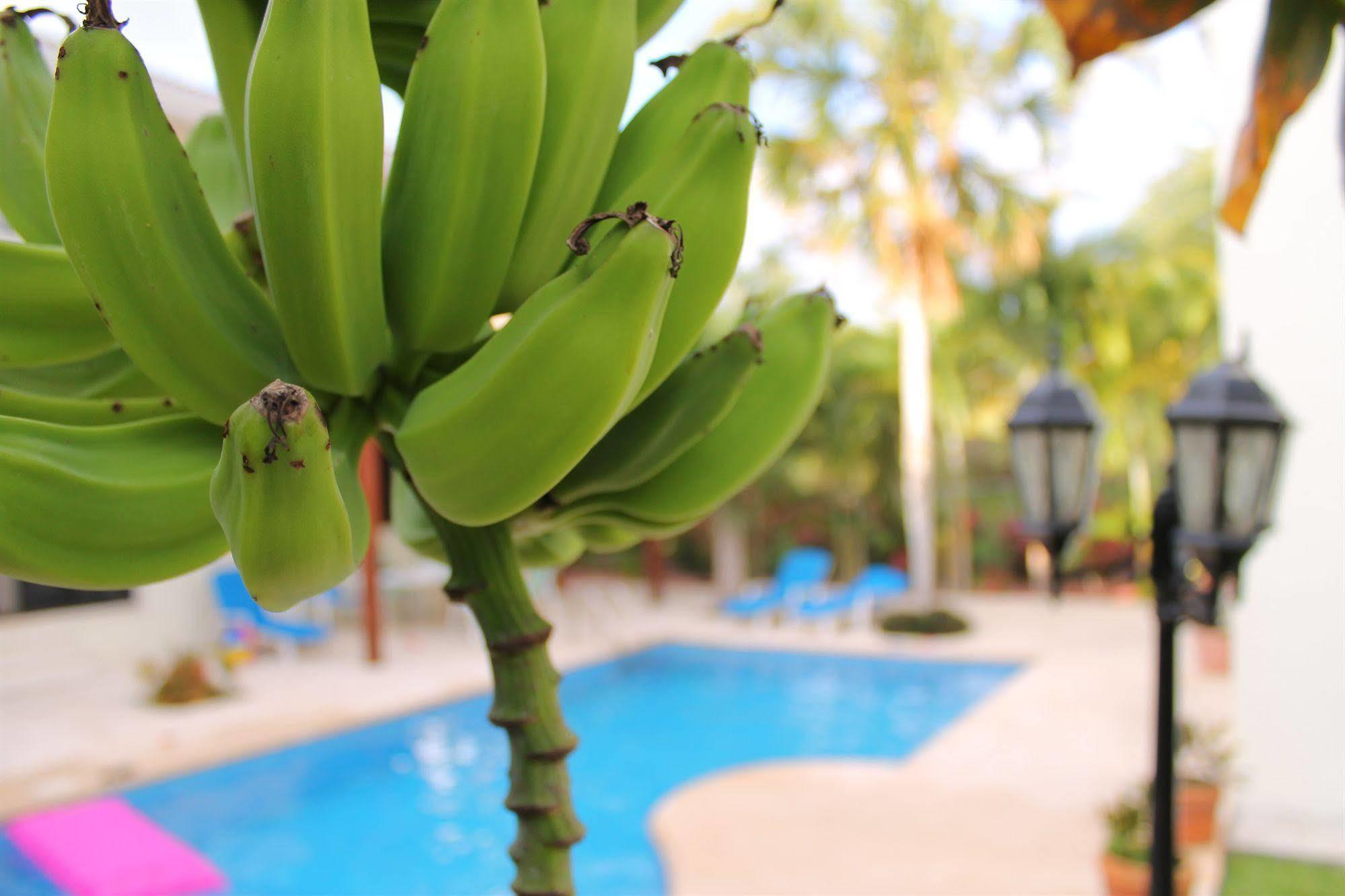 Bed & Breakfast Oasis Boutique Playa del Carmen