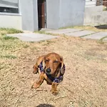Casa Dachshound