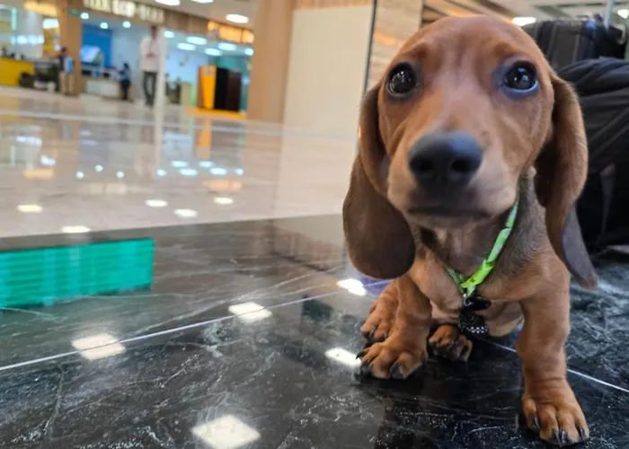 Casa Dachshound
