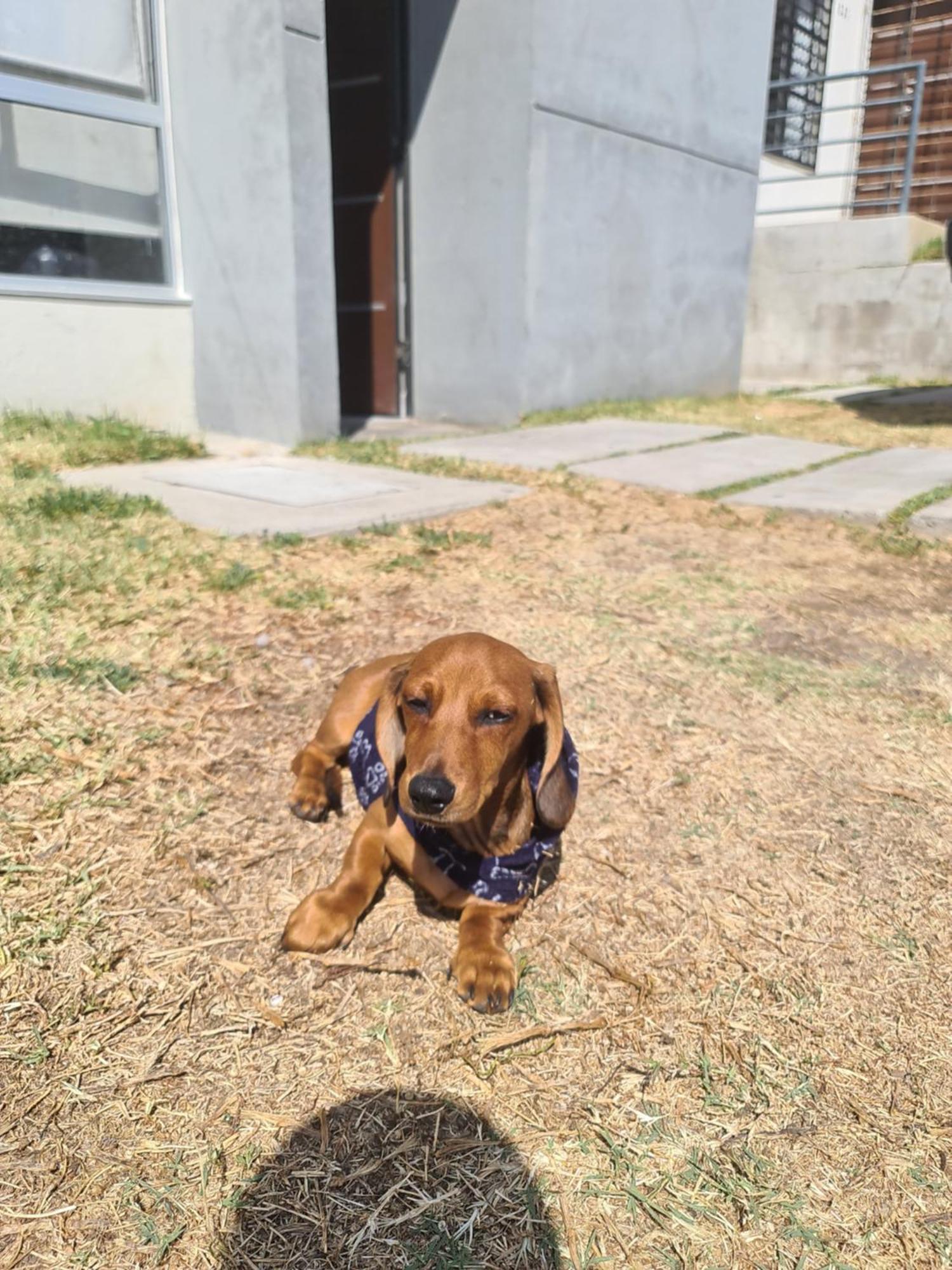 Casa Dachshound *