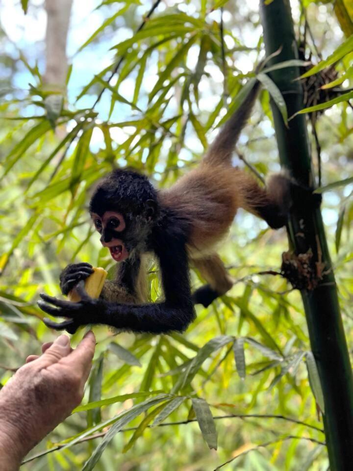 Luxury tent Xcaret Monkeys And Nature Playa del Carmen