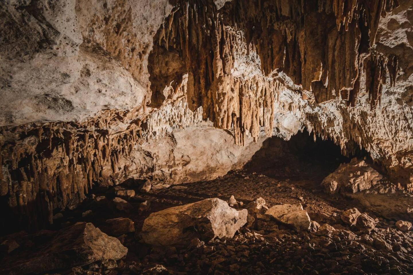 Xcaret Monkeys And Nature Luxury tent Playa del Carmen