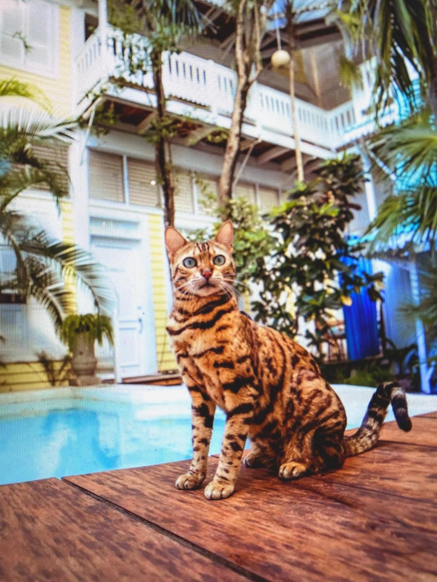 Apartment Plantation House - Why Elsewhere