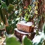 Cactus House