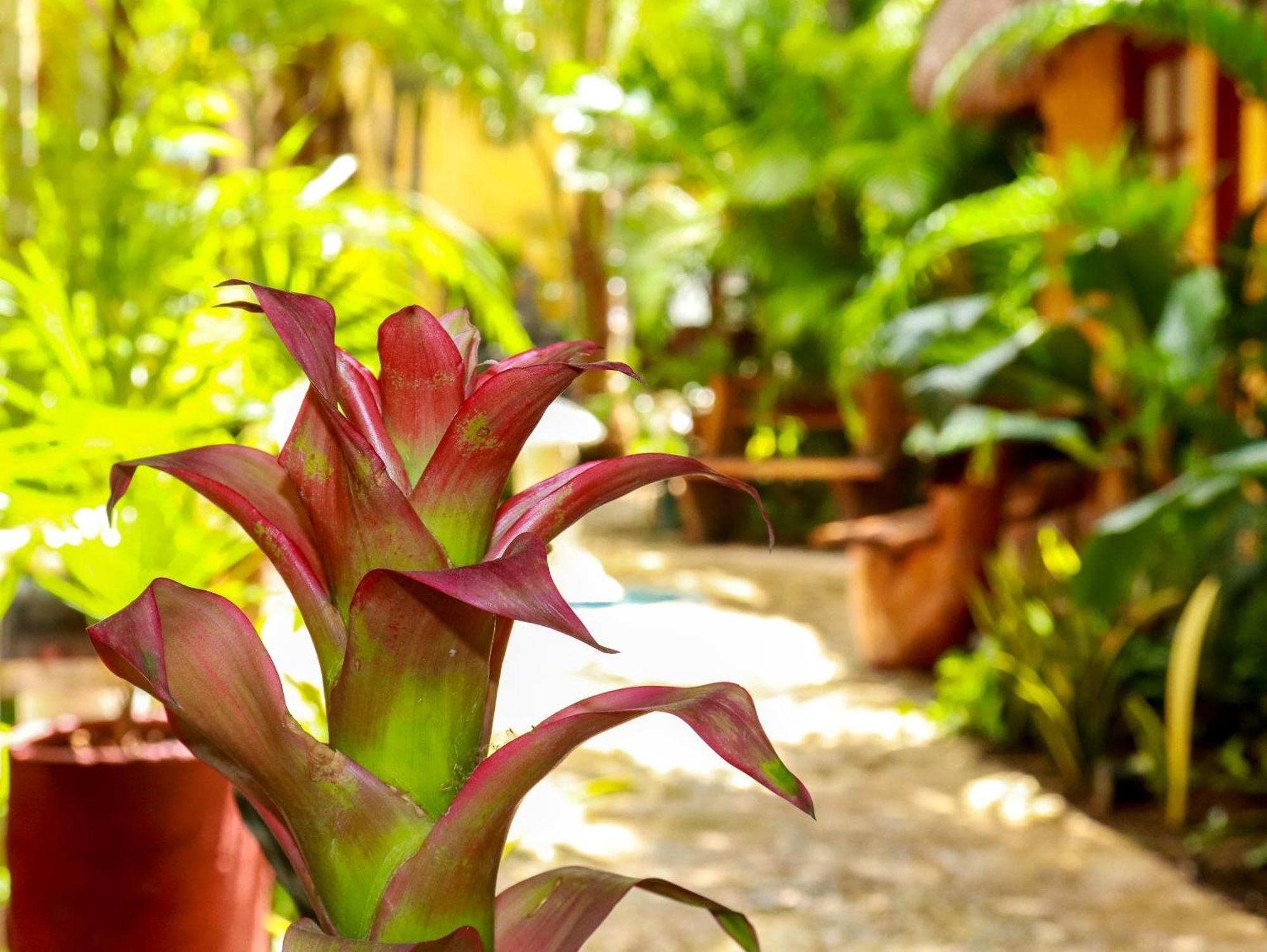 Bosque Caribe, 5th Av. Zone Hotel 3*